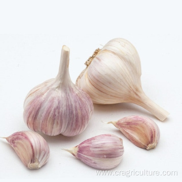 New 6.0cm Red Garlic For Sale